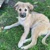 SANDIE -rundum tolles Hundekind-