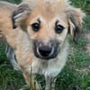 SANDIE -rundum tolles Hundekind-