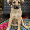 SANDIE -rundum tolles Hundekind-