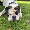 Taro - ein Sonnenschein Boxer wartet