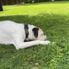 Taro - ein Sonnenschein Boxer wartet