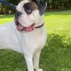 Taro - ein Sonnenschein Boxer wartet