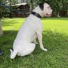 Taro - ein Sonnenschein Boxer wartet
