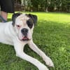 Taro - ein Sonnenschein Boxer wartet