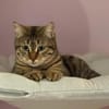 Mercy sucht ein liebevolles Zuhause