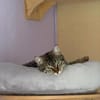 Mercy sucht ein liebevolles Zuhause
