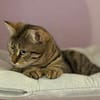 Mercy sucht ein liebevolles Zuhause