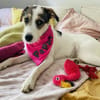 Peppi sucht ein neues Zuhause