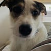 Peppi sucht ein neues Zuhause