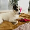 Peppi sucht ein neues Zuhause