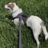 Peppi sucht ein neues Zuhause