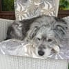 Buddy hat sein Zuhause verloren