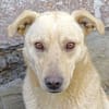 BELI sucht Familienanschluss