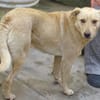 BELI sucht Familienanschluss