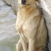 BELI sucht Familienanschluss