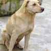 BELI sucht Familienanschluss