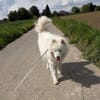 Über Elsa  ein bißchen die Königin