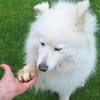 Über Elsa  ein bißchen die Königin