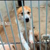 BENJI 💙💙💙 wünscht sich ein Zuhause