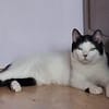 Algoz  verschmuster Kater sucht Zuhause