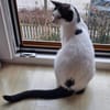 Algoz  verschmuster Kater sucht Zuhause