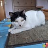 Algoz  verschmuster Kater sucht Zuhause