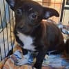 LONJA -Sucht ein ruhiges Zuhause-