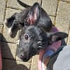 LONJA -Sucht ein ruhiges Zuhause-