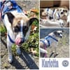 KARLOTTA -sucht erfahrene Menschen-