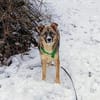 FLOCKI * liebt seine Hundefreunde