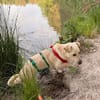 Herzensbrecher Kalle sucht Familie