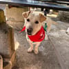 Herzensbrecher Kalle sucht Familie