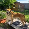 🐾 Aro sucht sein Zuhause 🏡