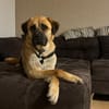 🐾 Aro sucht sein Zuhause 🏡