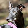 Galga Primavera - lieb, menschenbezogen