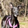 Galga Primavera - lieb, menschenbezogen