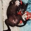 Galga Primavera - lieb, menschenbezogen