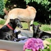 Galga Primavera - lieb, menschenbezogen