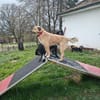 Toller Kerl Nimbus
