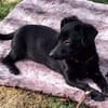 FEBY -sucht ein ruhiges Zuhause-
