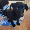 FEBY -sucht ein ruhiges Zuhause-