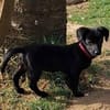 FEBY -sucht ein ruhiges Zuhause-