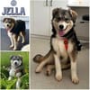 JELLA -rundum tolles Hundekind-