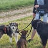 JELLA -rundum tolles Hundekind-