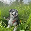 JELLA -rundum tolles Hundekind-