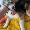 JELLA -rundum tolles Hundekind-