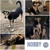 NOBBY -Sanfte Seele möchte vertrauen-