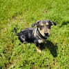 Dackel Pinscher Mix Rocky