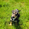 Dackel Pinscher Mix Rocky