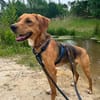 Wer Schenk Anton ~ 1/25 m ein neues Heim